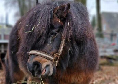 Dieren dagbesteding Be TOP Beverdijcken